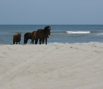 Corolla Horses